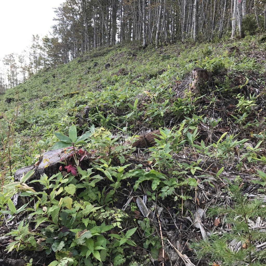 カラマツ伐採地確認状況（字富里、町有林）の画像2
