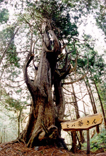 ヒバ爺さんの画像