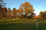田園と雑木林の風景 の画像