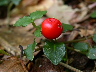 ツルアリドオシ