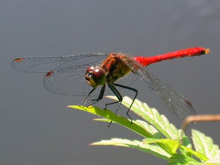 マユタテアカネ