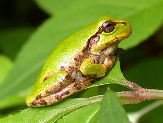 ニホンアマガエル