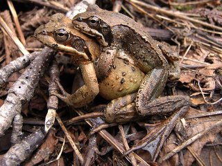 エゾアカガエル