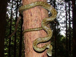 アオダイショウ