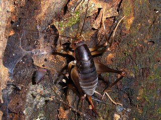 カマドウマ