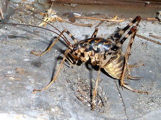 マダラカマドウマ