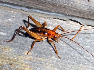 トウホクヒラタクチキウマ