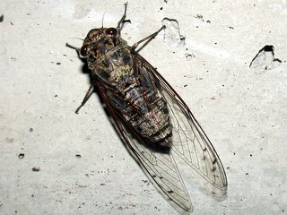 ツクツクボウシ