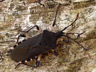 キバラヘリカメムシ
