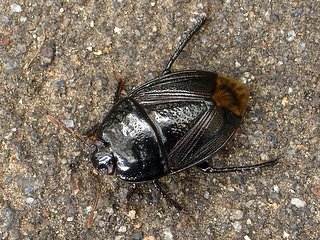 ツチカメムシ