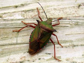 アオクチブトカメムシ