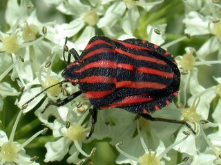 アカスジカメムシ