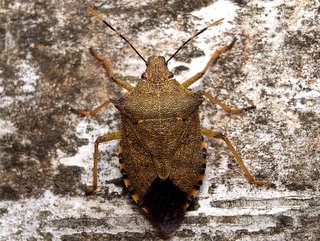 チャイロクチブトカメムシ