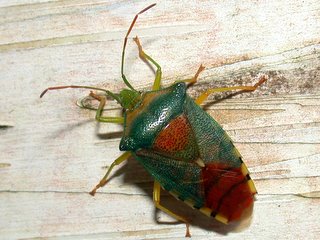 セアカツノカメムシ