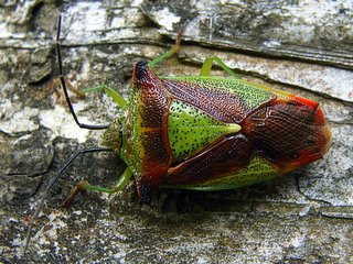ミヤマツノカメムシ