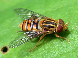 キヒゲアシブトハナアブ