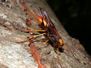 トドマツノキバチ