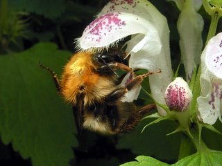 エゾトラマルハナバチ