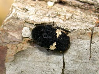 クロハナムグリ