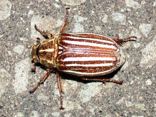 シロスジコガネ