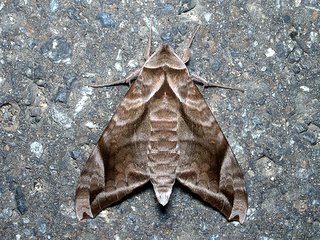ハネナガブドウスズメ