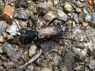 ウスイロトラカミキリ