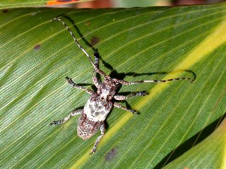 ナカジロサビカミキリ