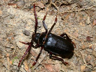 ノコギリカミキリ