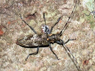 ヒゲナガカミキリ