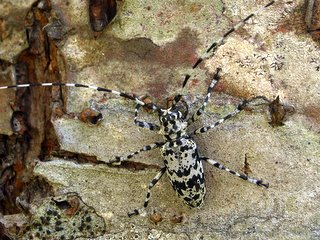 ヒゲナガゴマフカミキリ