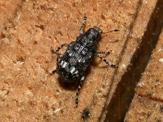 カオジロヒゲナガゾウムシ