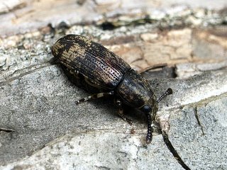 マダラフトヒゲナガゾウムシ