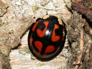 カメノコテントウ