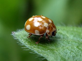 シロジュウシホシテントウ