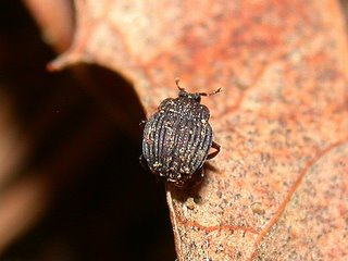 シナノセスジエンマムシ