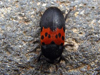 アカオビカツオブシムシ