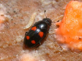 アカハラケシキスイ