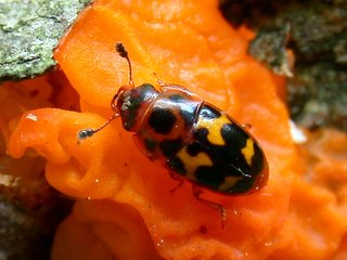 ヒョウモンケシキスイ