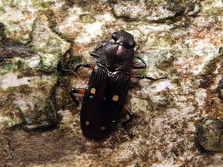 ミドリオオキスイ