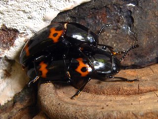 カタボシエグリオオキノコ