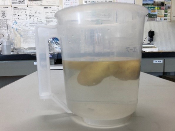 早出し馬鈴薯を栽培する為に1