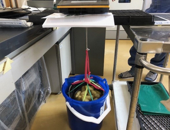 早出し馬鈴薯を栽培する為に2