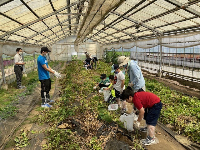 早出し馬鈴薯を栽培する為に