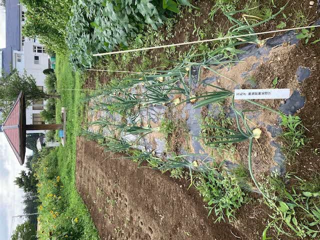無肥料無農薬栽培の玉ねぎ2