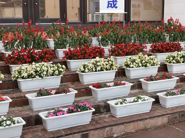 町内自治会向け鉢花の申し込み募集について