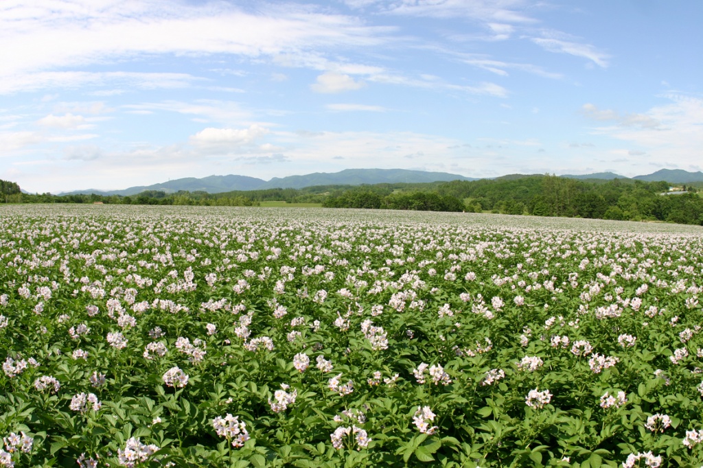 厚沢部町農業担い手育成条例の画像1