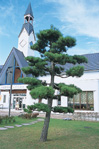 厚沢部町　町木　クロマツ