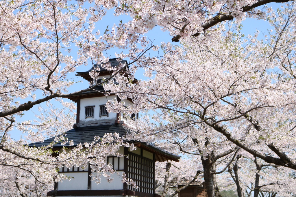 館城跡公園は桜満開