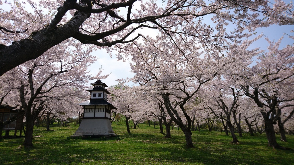 館城跡公園の桜の様子