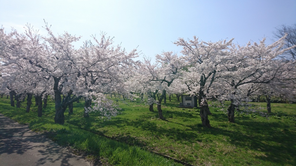 桜満開2